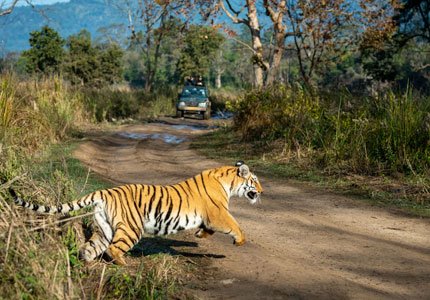 Jim Corbett